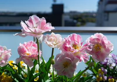 Double-flowered tulips blooming on the balcony