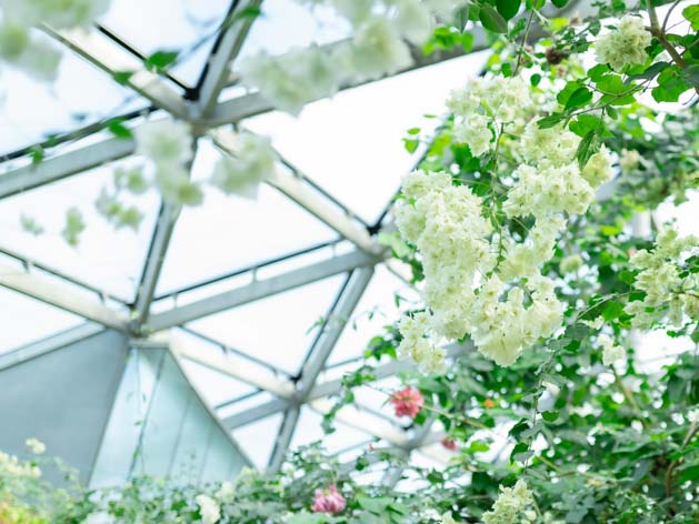 新宿御苑のガラス温室は真冬でもポカポカ 南国の花や珍しい植物 ハスの池や小さな滝 ぐるぐる歩いて旅気分 ライカq2で撮影