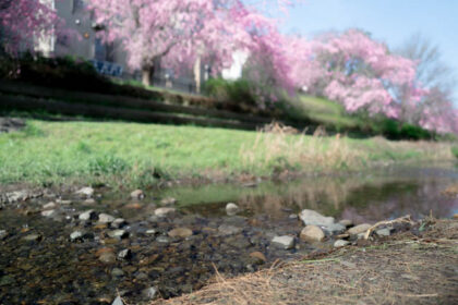春の野川