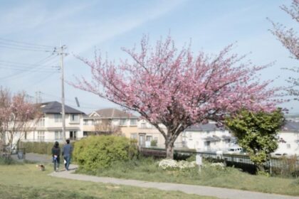満開の桜を見ながら朝の散歩