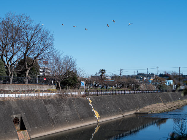 鶴見川ウォーキング。鶴川駅スタート、ゴールは鴨居駅。ずーっと川沿いを、のんびりゆっくり。ストレスフリーの15キロ。