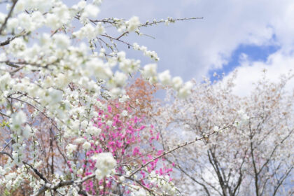 色とりどりの桜の木と青空