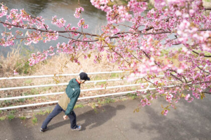 鶴見川を歩く人と満開の河津桜