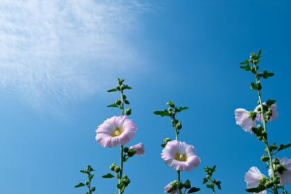 夏空に咲くピンクの立葵の花
