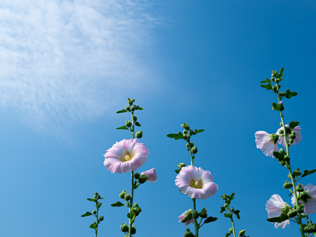 夏空に咲くピンクの立葵の花