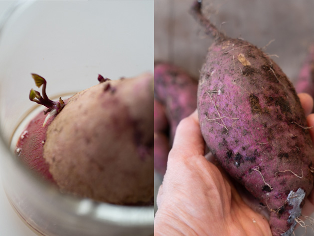 サツマイモの芽と大きく育ったイモの対比