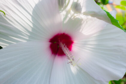 白い大輪のハイビスカスの花。中心がピンクに染まっている