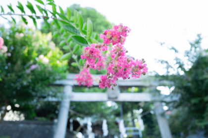 八雲神社の鳥居前に咲く百日紅