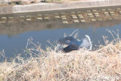 鶴見川で見かけた飛び立つ鳩