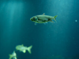 池袋サンシャイン水族館の展示