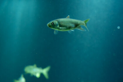 池袋サンシャイン水族館の展示