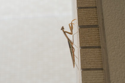 マンションの外壁の際に留まってじっとこちらをみる大きな茶色のカマキリ