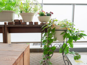 ベランダで植物や野菜を栽培している様子