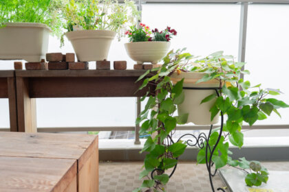 ベランダで植物や野菜を栽培している様子