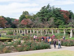 神代植物公園のバラ園