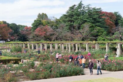 神代植物公園のバラ園