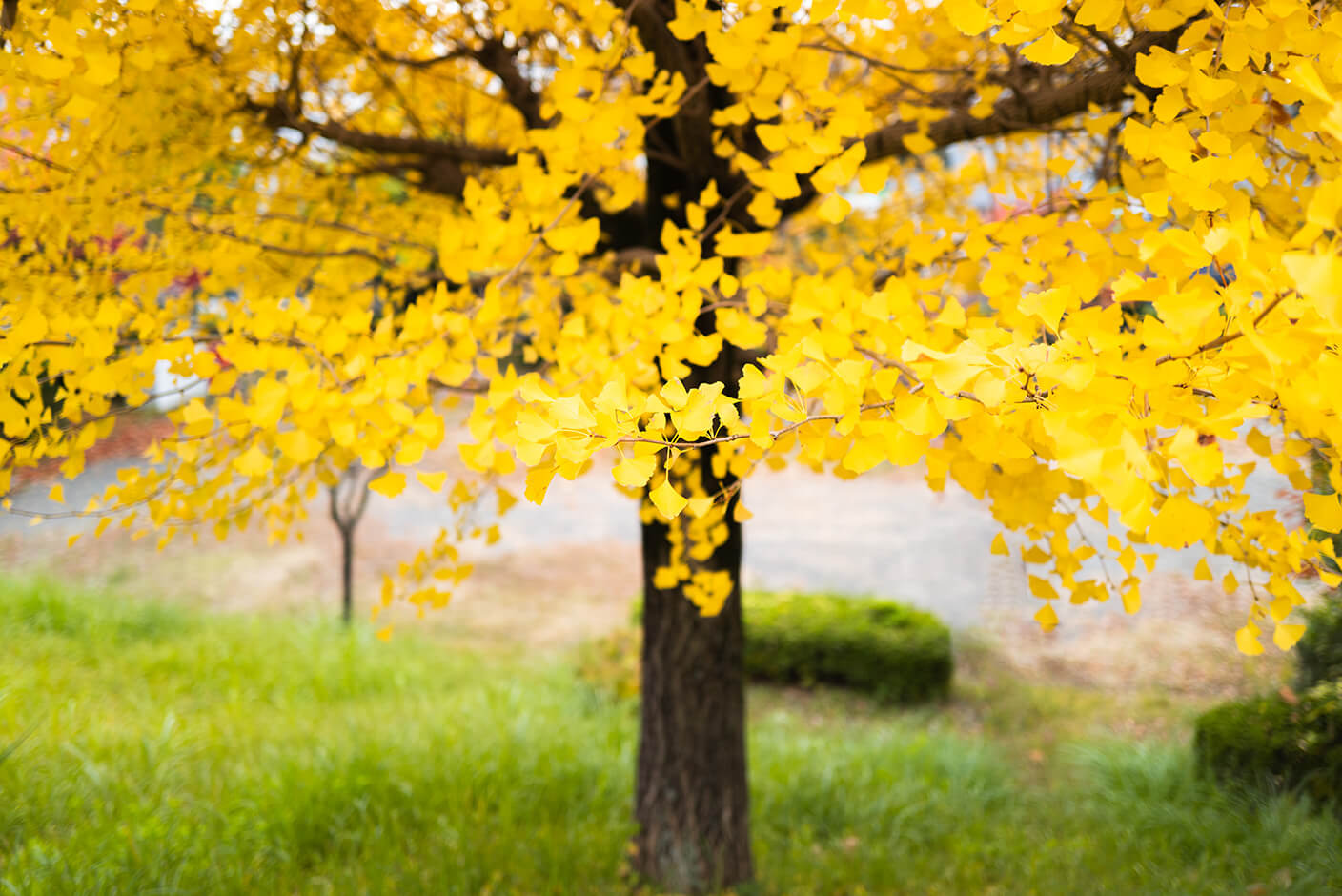 坂や丘のある町 walk along