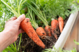 プランター栽培のミニにんじんを5本収穫