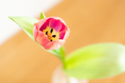 赤いチューリップ