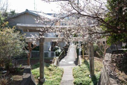 横浜市青葉区市ケ尾町八雲神社の鳥居に咲く梅