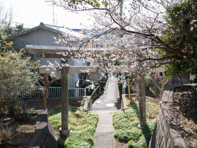 横浜市青葉区市ケ尾町八雲神社の鳥居に咲く梅
