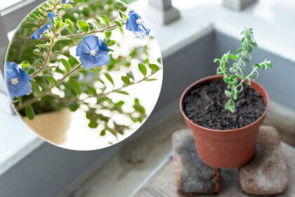 アメリカンブルーの挿し木を植えつけたところ