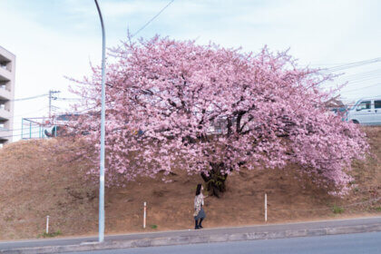 桜坂
