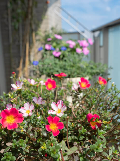 切り戻して20日経ったベランダの花たち