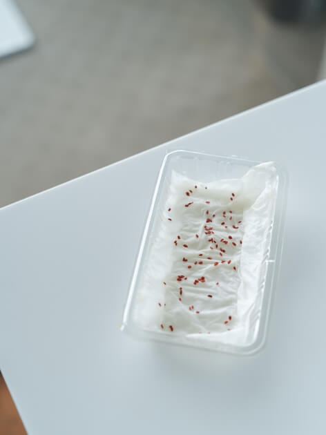 窓辺に置いたミニにんじんの種