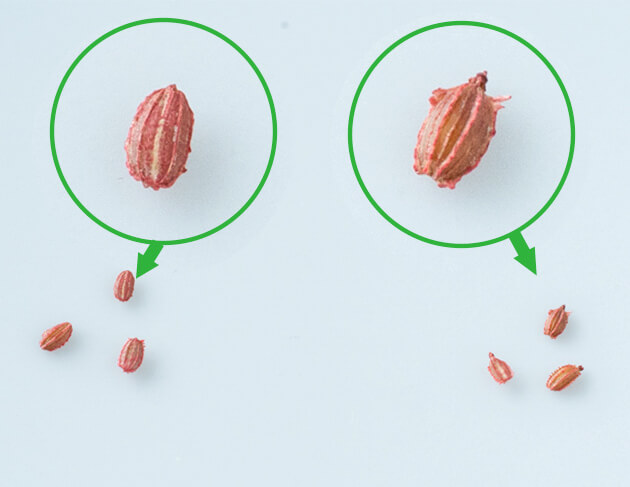 発根したミニにんじんの種としていな種の比較