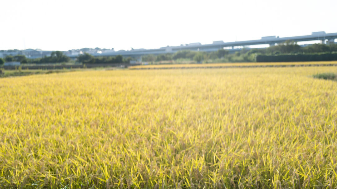 坂や丘のある町 walk along