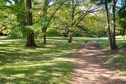 北海道大学植物園の森